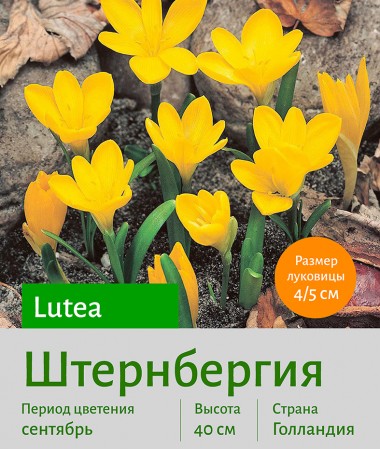 Штернбергия lutea